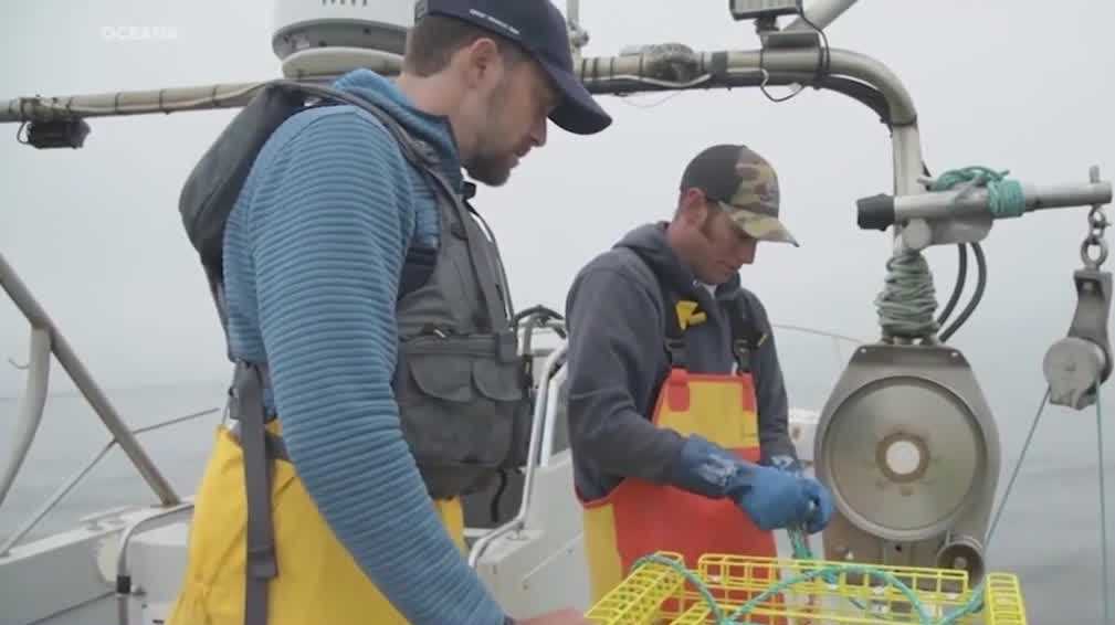 California tightens crab fishing rules to curb whale entanglements