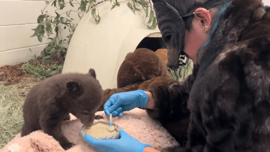 Bear cubs at wildlife facility in SoCal