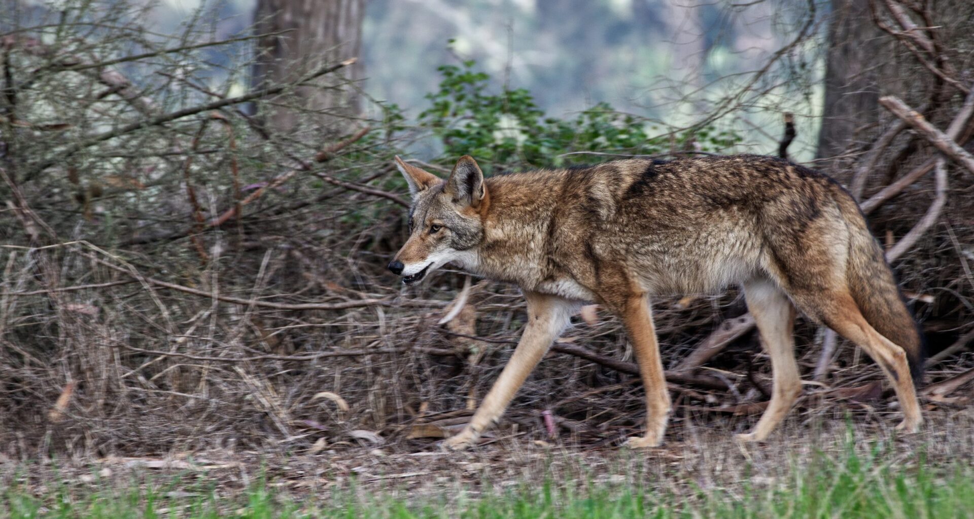 San Francisco’s future spokespeople: Coyotes