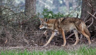 San Francisco’s future spokespeople: Coyotes