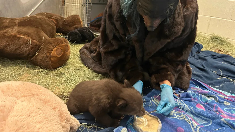 Bear cubs at wildlife facility in SoCal