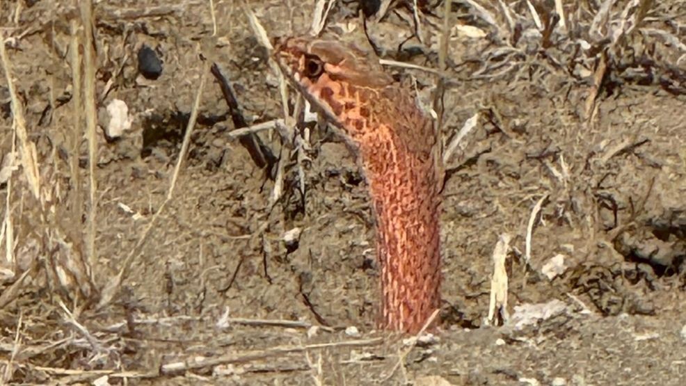 Coachwhip snake periscoping. (Photo: Melissa Storti)