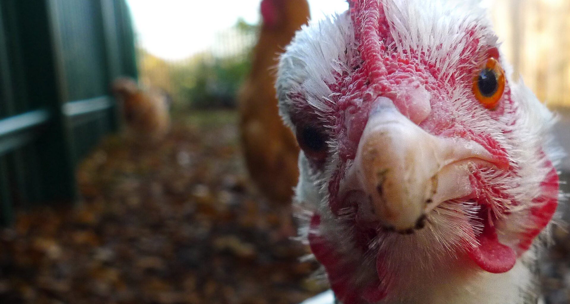 Trump-Appointed Judge Tosses Lawsuit vs. California Egg Laws