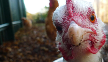 Trump-Appointed Judge Tosses Lawsuit vs. California Egg Laws