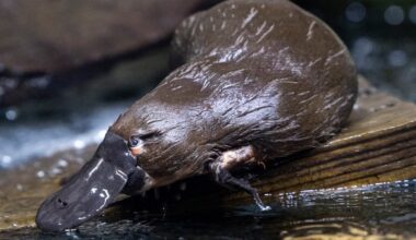 Adored platypus at San Diego Zoo Safari Park passes away at 21 – NBC 7 San Diego
