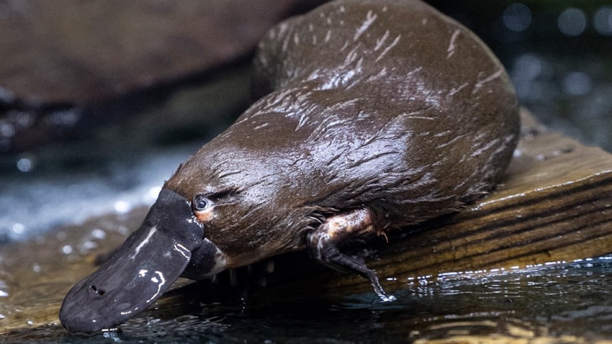 Adored platypus at San Diego Zoo Safari Park passes away at 21 – NBC 7 San Diego