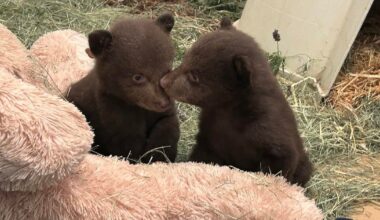Orphaned bear cubs taken to San Diego for care after mom is euthanized for attacking people