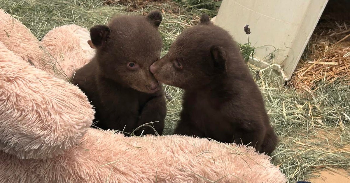 Orphaned bear cubs taken to San Diego for care after mom is euthanized for attacking people