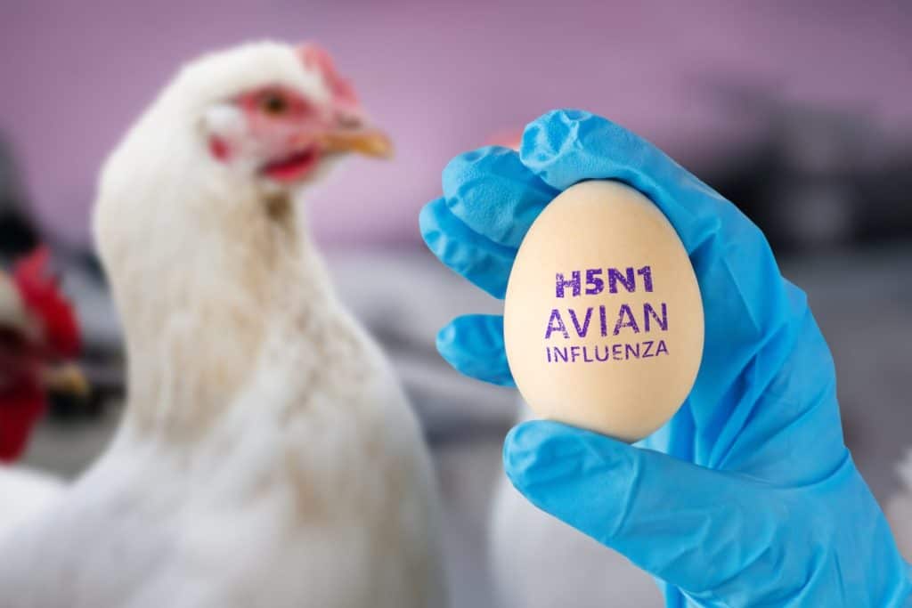 Veterinarians diseases in poultry such as farm chickens, H5N1 H5N6 Avian Influenza (HPAI), which causes severe symptoms and rapid death of infected poultry. bird's grip concept Influenza A virus
