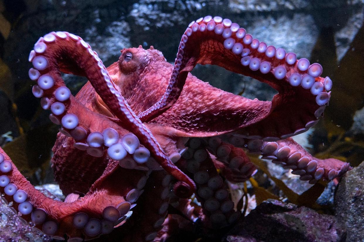 Giant Pacific octopuses, the largest species of octopuses on Earth.