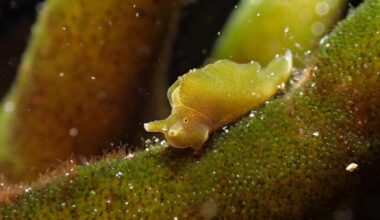 Cal State LA Professor Studies life-changing Sea Slugs | El Sereno News