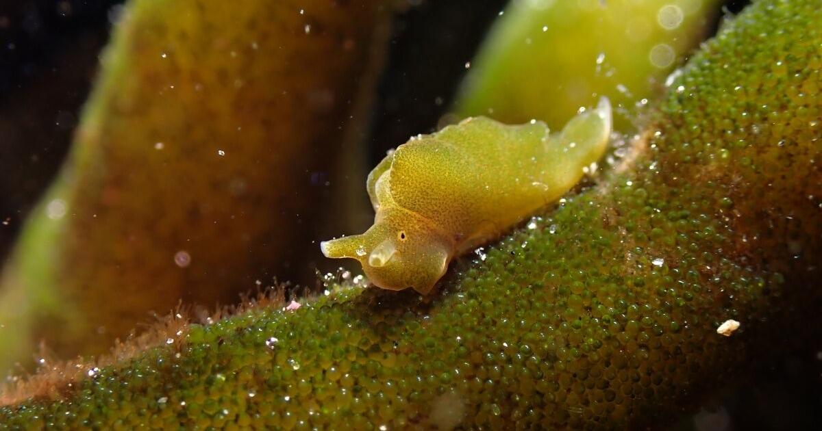 Cal State LA Professor Studies life-changing Sea Slugs | El Sereno News