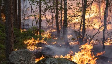UC Berkeley postdoc finds carbon emissions from wildfires may be underestimated | Research And Ideas