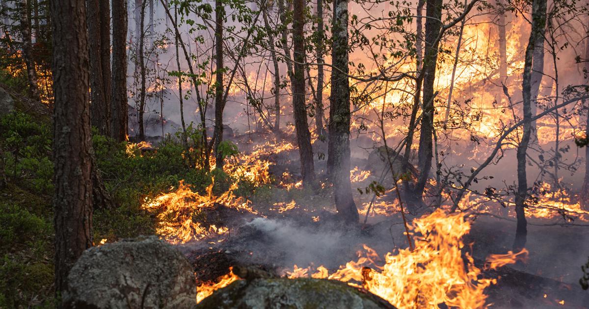 UC Berkeley postdoc finds carbon emissions from wildfires may be underestimated | Research And Ideas