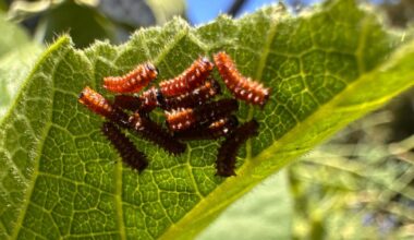 Campus construction plans could put native butterflies at risk | Environment