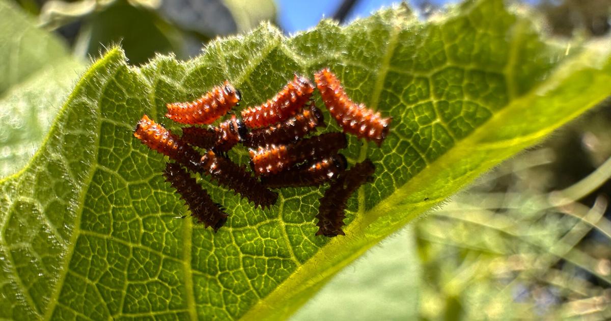 Campus construction plans could put native butterflies at risk | Environment