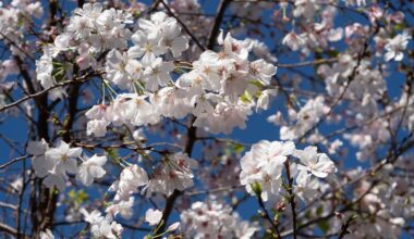 Japanese cherry blossoms welcome spring to campus | Campus