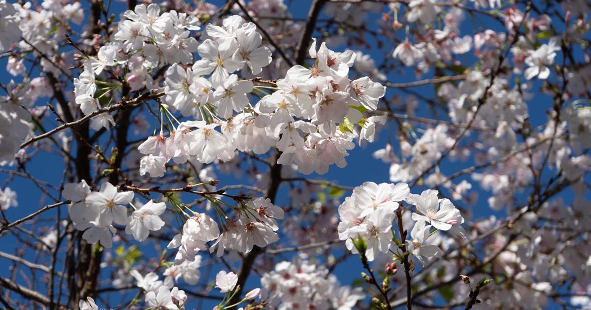 Japanese cherry blossoms welcome spring to campus | Campus