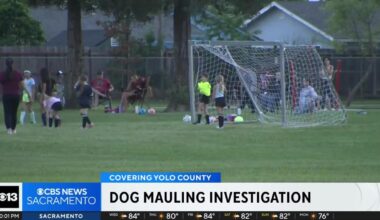 14-year-old dog mauled to death at California park by loose dog, criminal charges possible for owner | National and World News