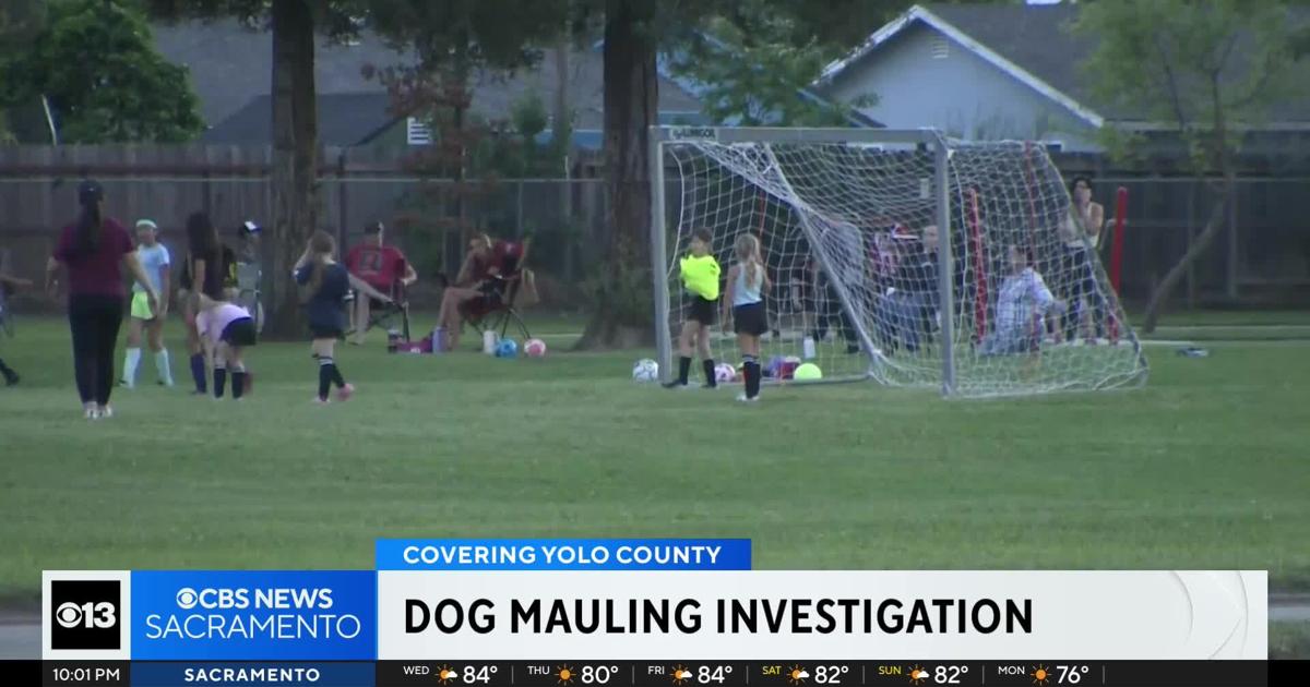 14-year-old dog mauled to death at California park by loose dog, criminal charges possible for owner | National and World News