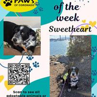 PAWS Pet-Of-The-Week | Coronado City News