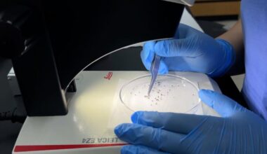 Tiny eye-biting fly population skyrockets in California | National and World News