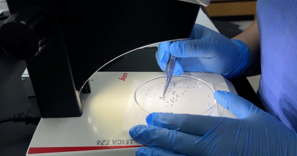 Tiny eye-biting fly population skyrockets in California | National and World News