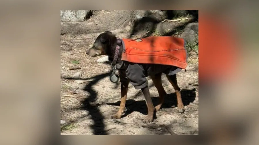 A Doberman pinscher who ran away after a hiker was injured