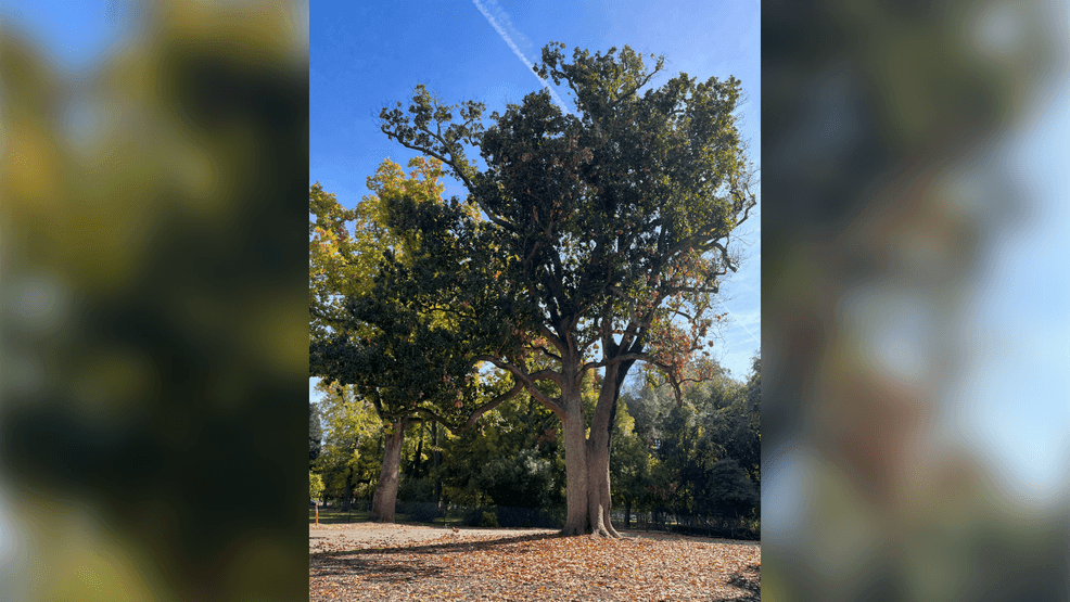 The large Southern Magnolia tree in front of Bidwell Mansion State Historic Park in Chico, Calif., is being recognized as a State Champion by the California Big Trees program, run by the Urban Forest Ecosystems Institute at Cal Poly in San Luis Obispo. (Courtesy: Chaye Vail/UFEI)