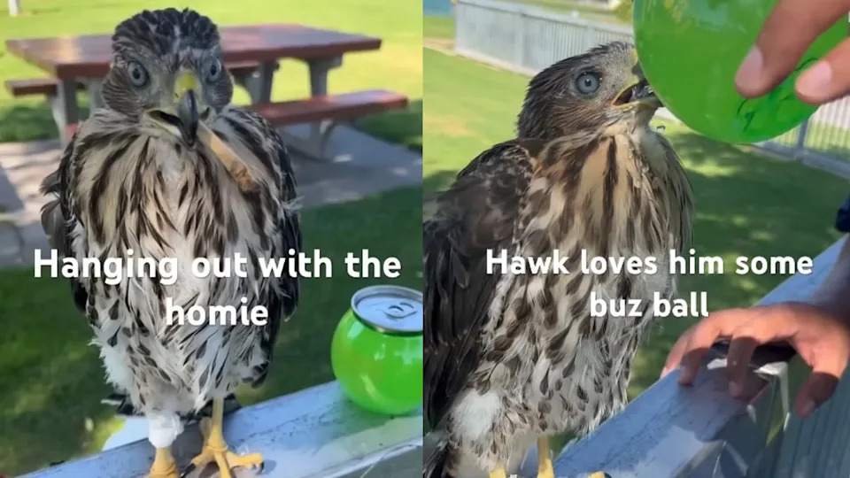 A hawk perched on a railing, with text "Hanging out with the homie" and "Hawk loves him some buz ball." A green drink container nearby.