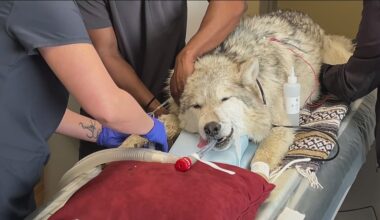 La Mesa vets perform rare procedure on Northwestern grey wolf