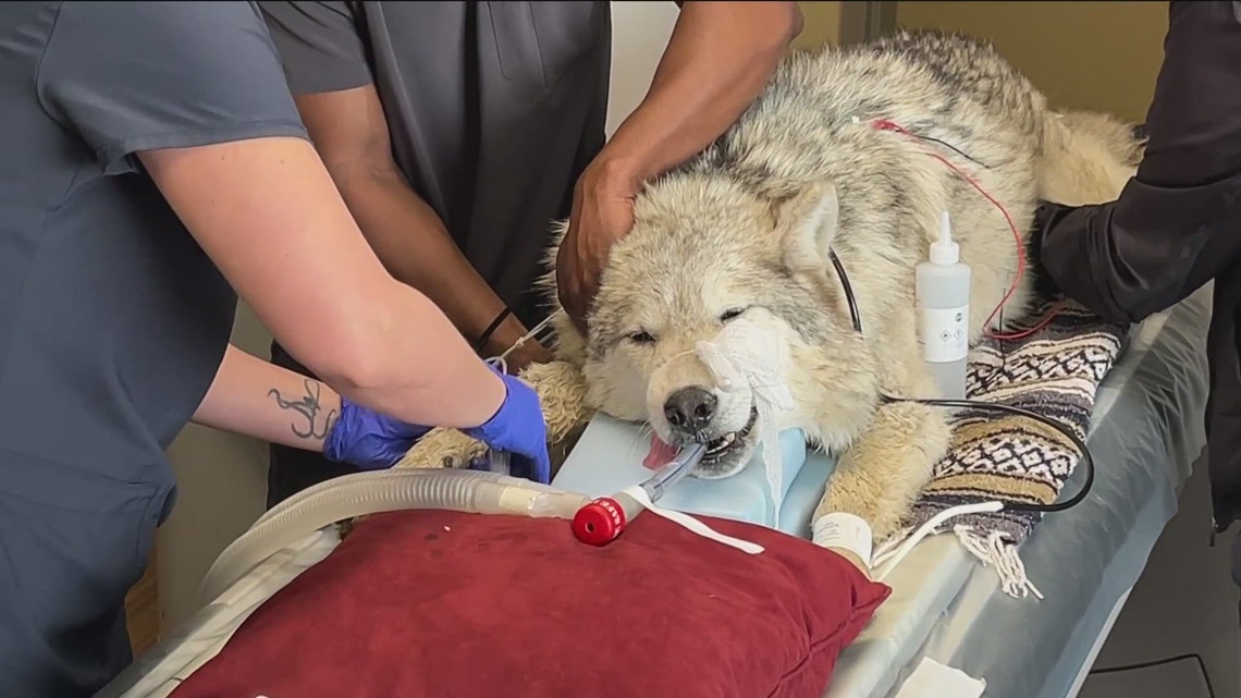 La Mesa vets perform rare procedure on Northwestern grey wolf