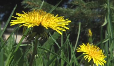 San Diego ranks second worst U.S. city for pollen allergies in new report