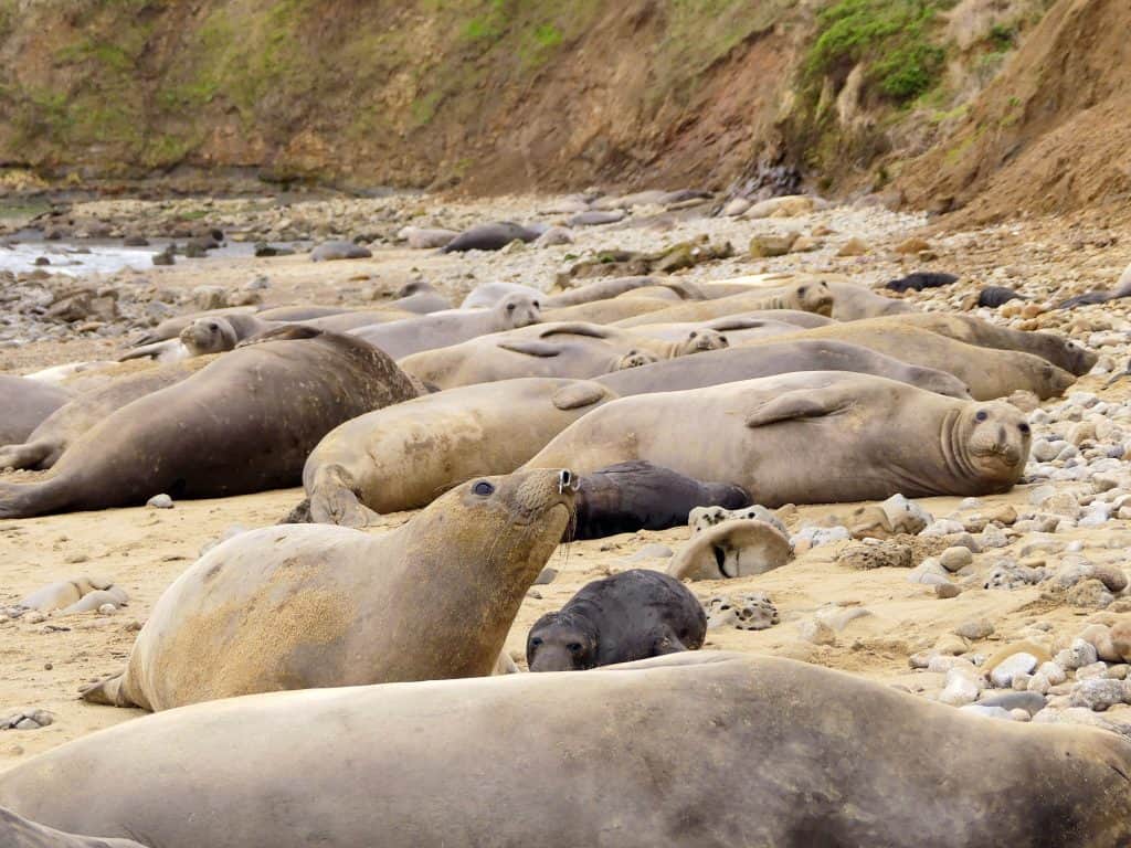 a bunch of seals, larger and smaller, lying on a rocky beach.