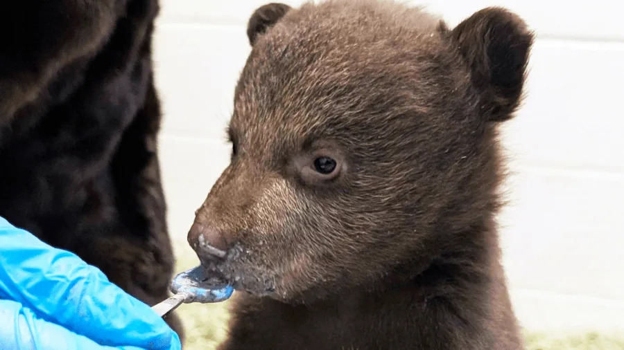 Bear cubs at wildlife facility in SoCal