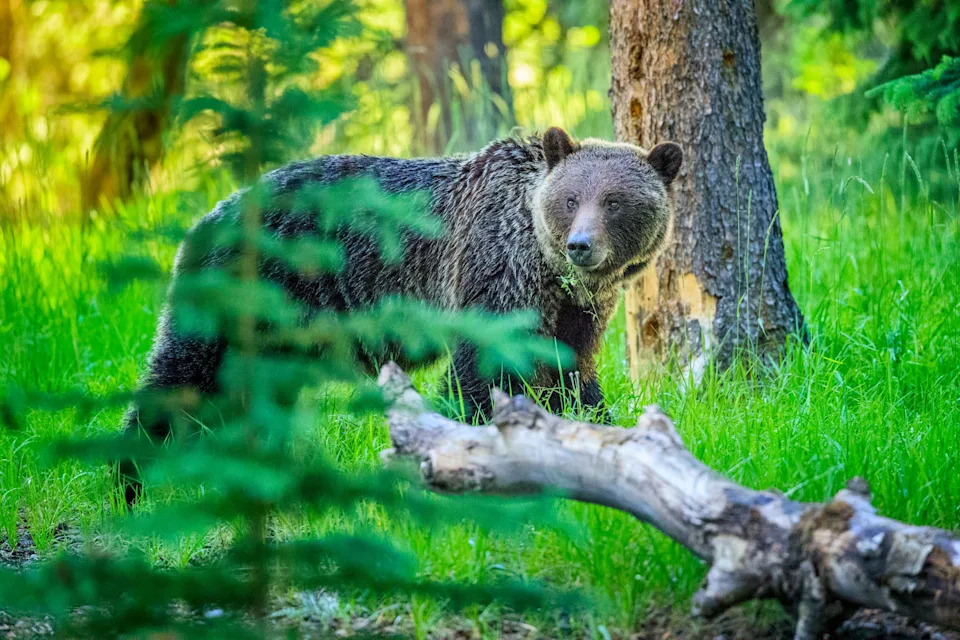 A Grizzly Bear in Jasper National Park, Canada.