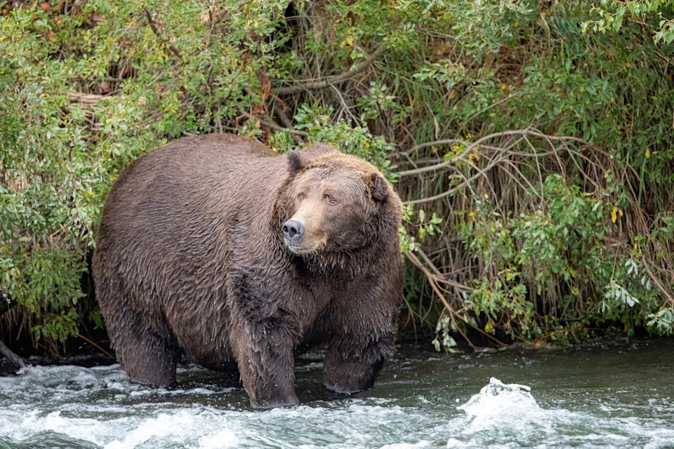 A grizzly bear known to researchers as "Bear 775 Lefty" looks for migrating salmon to help fatten up for the winter hibernation, in Katmai National Park, Alaska, U.S., September 21, 2019.