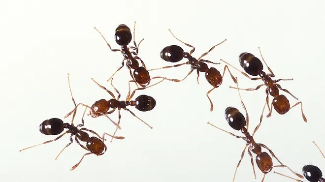 Generic image of fire ants.