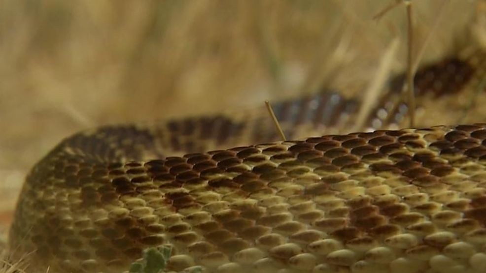 snake KBAK 15 May 2018.jpg
