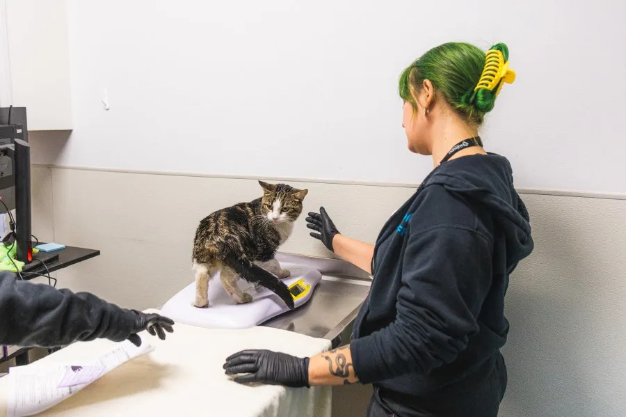 SDHS rescued 34 cats and kittens from a Northern California animal shelter on Wednesday. (San Diego Humane Society)