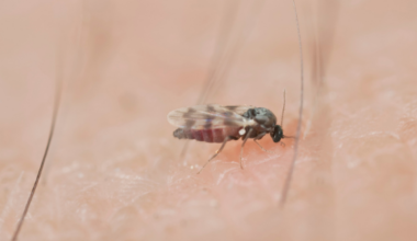 A painful ‘eye biting’ fly is invading part of Southern California