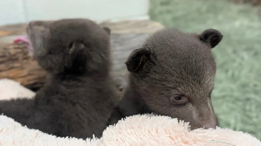 Bear cubs at wildlife facility in SoCal