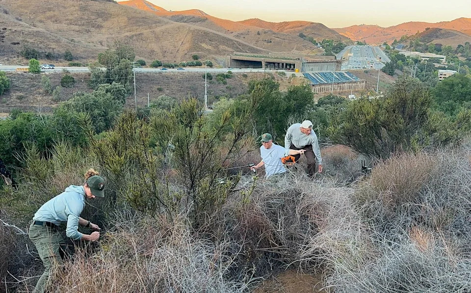 Processing of P-129 by the Wildlife team near the Wallis Annenberg Wildlife Crossing.