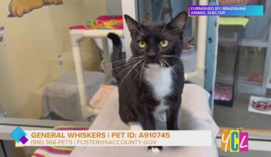 Meet General Whiskers: Sacramento’s Lovable FIV+ Cat