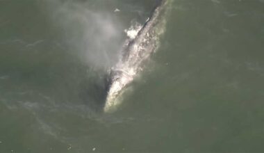 Whale swims in San Francisco Bay