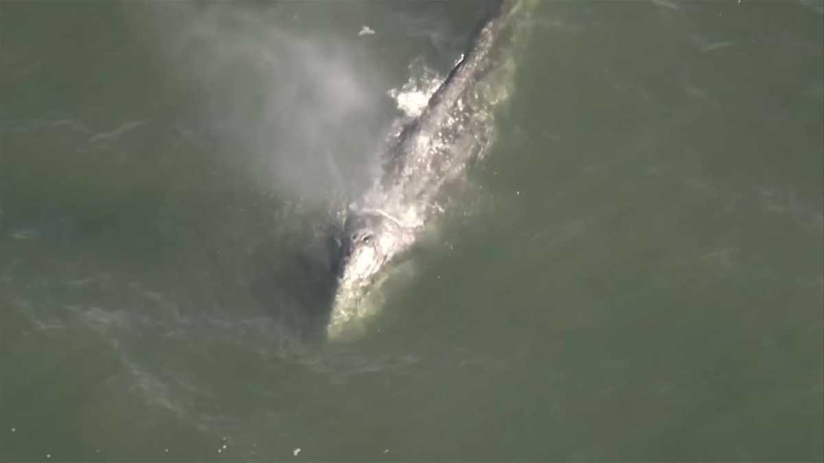 Whale swims in San Francisco Bay