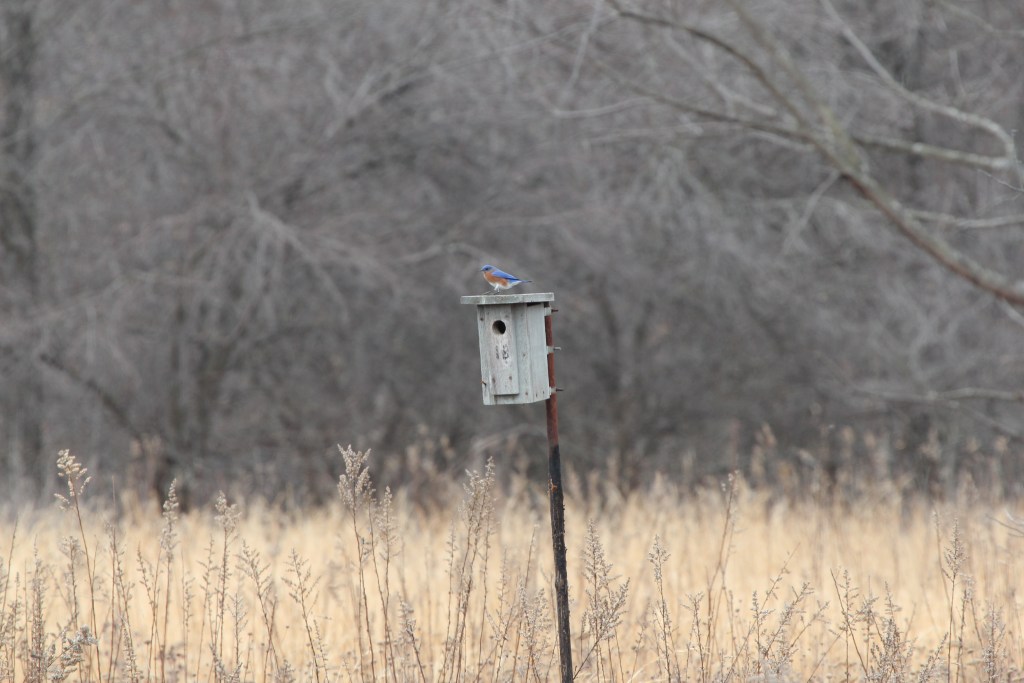 A bird perched on a birdhouse in a field with dry grass and bare trees in the background.