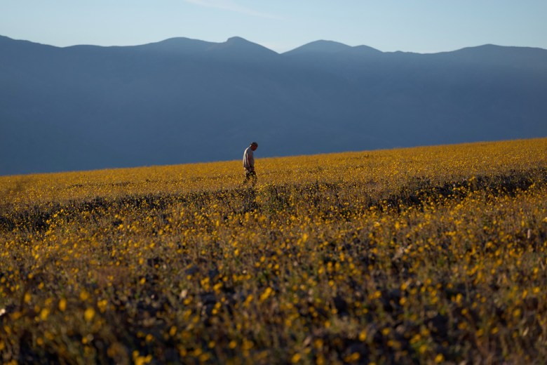 A person walks in a field of wildflowers during a superbloom, Saturday, March 7, 2026, in Death Valley National Park, Calif. (Photo by John Locher/AP Photo)