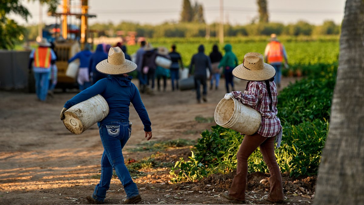 Women farmworkers grapple with Chavez allegations – NBC Los Angeles