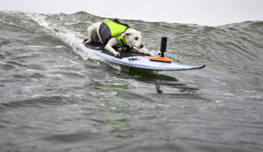 Sugar the Surfing Dog, famous for her love of the water, dies at 16